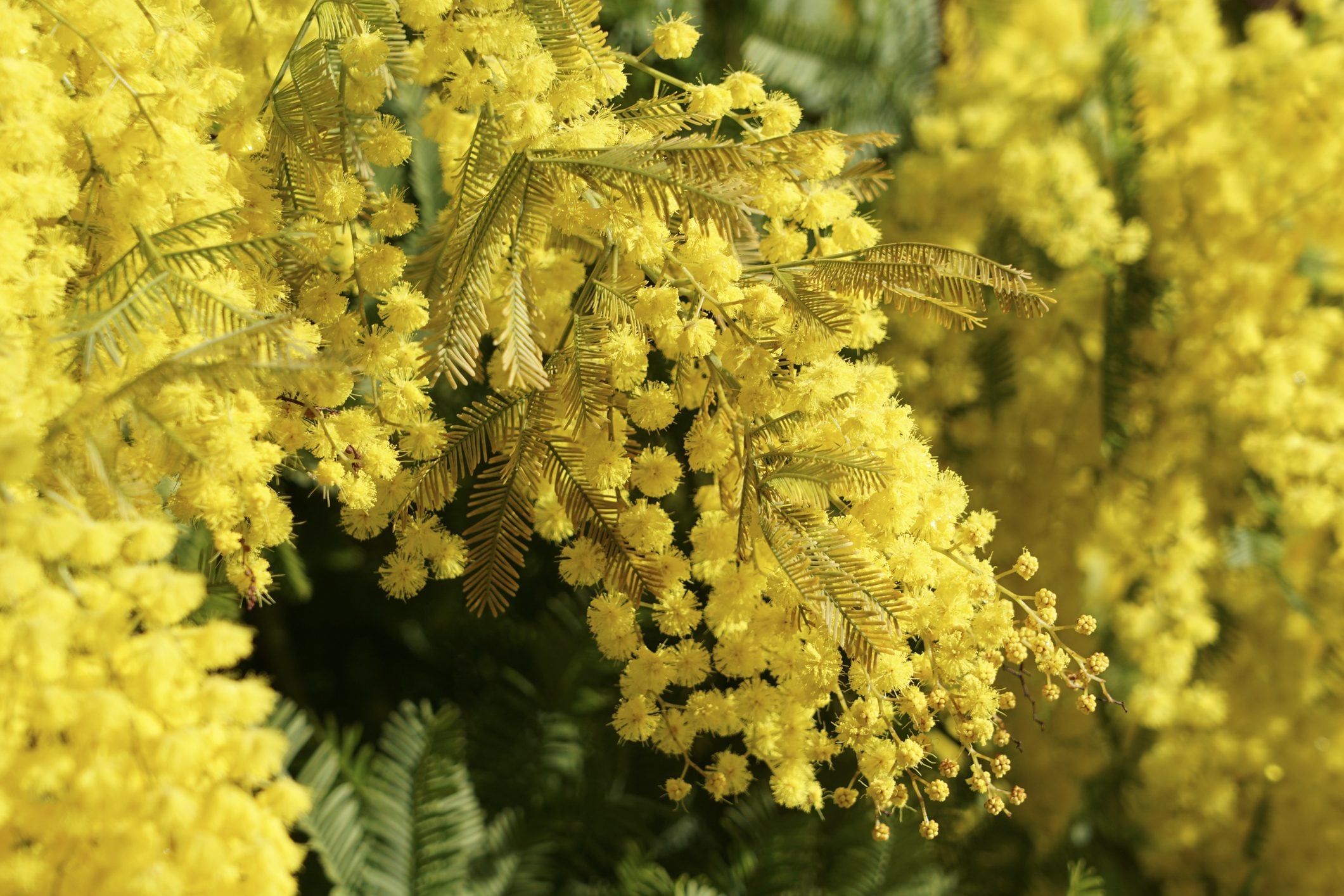 Mimosa festa delle donne
