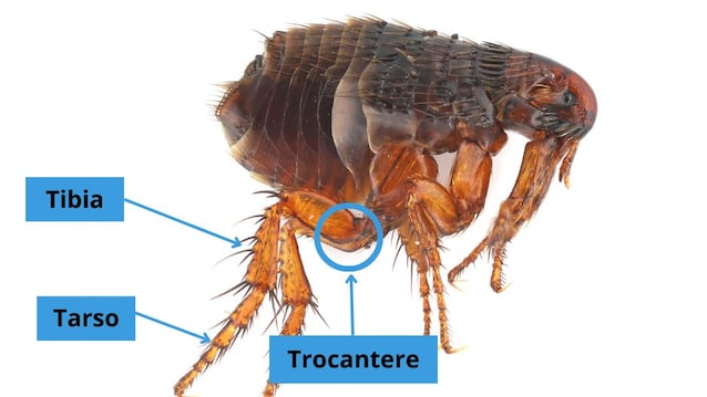 Anatomie de la patte d'impulsion
