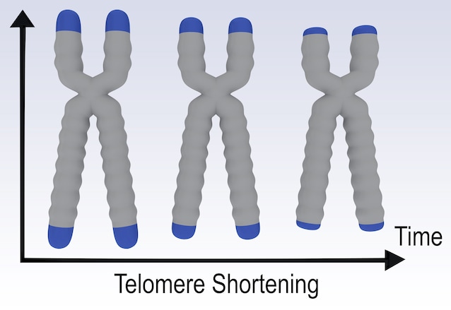 Raccourcir les télomériques