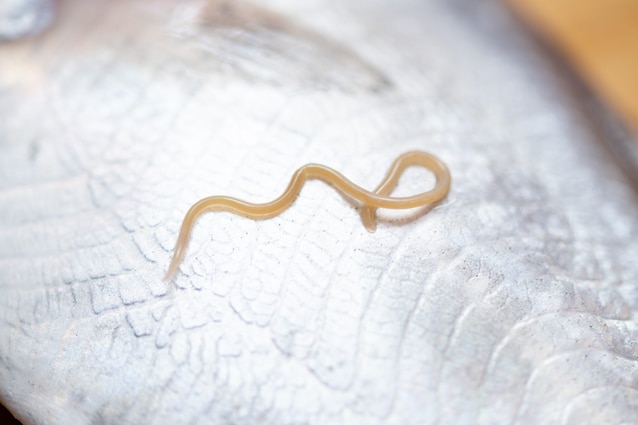 Anisakis parasita poisson