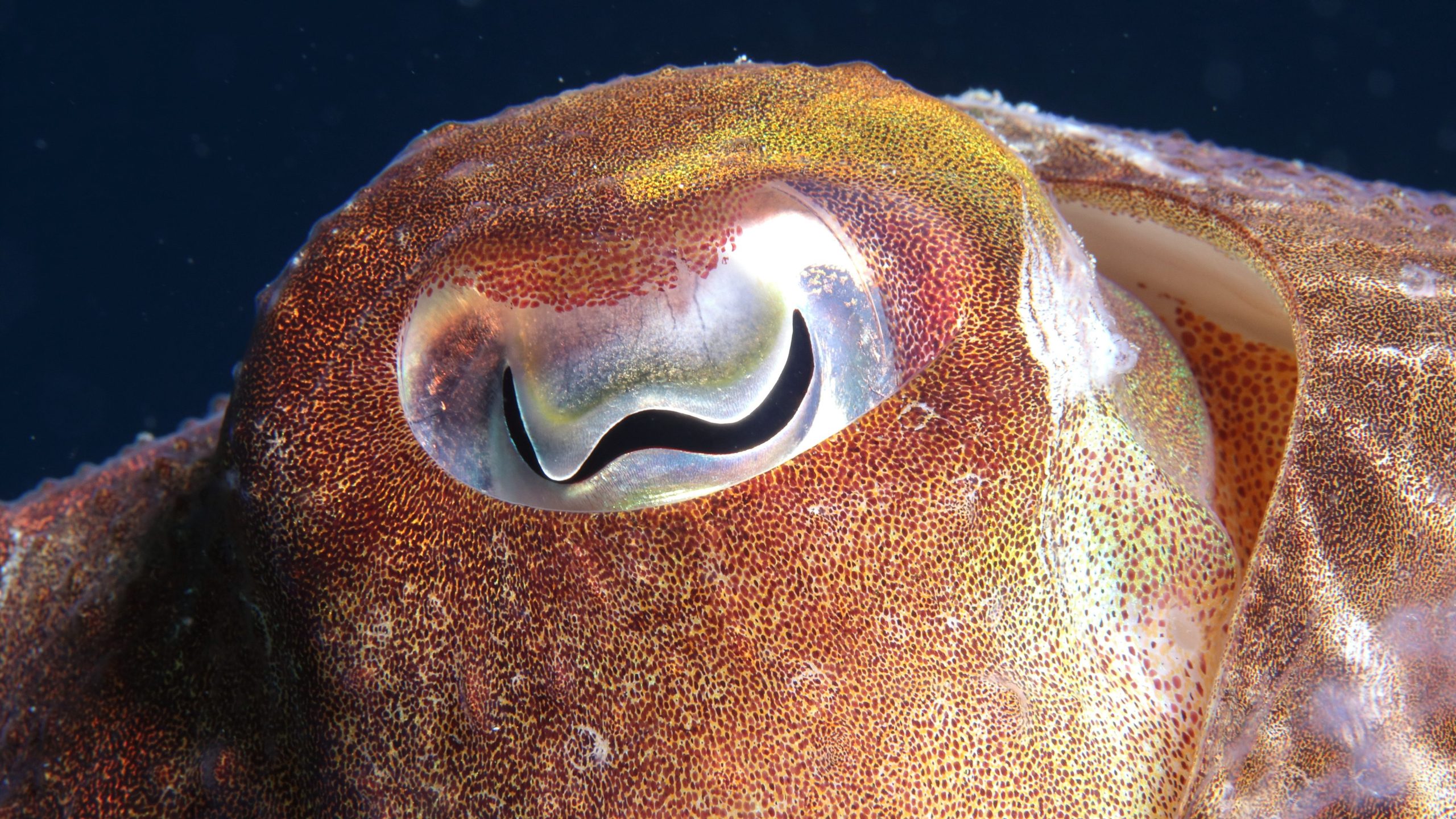 occhi seppia