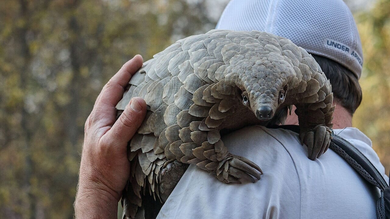 Pangolin, sur Netflix un documentaire dédié aux pangolins par un directeur vainqueur des Oscars: quand il sort