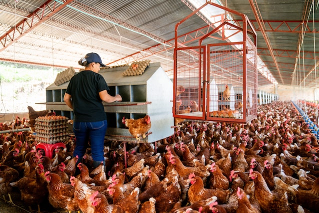 Reproduction intensive de poulet