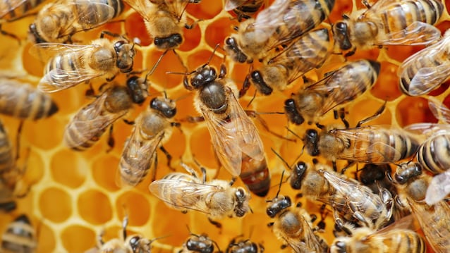 reine abeille