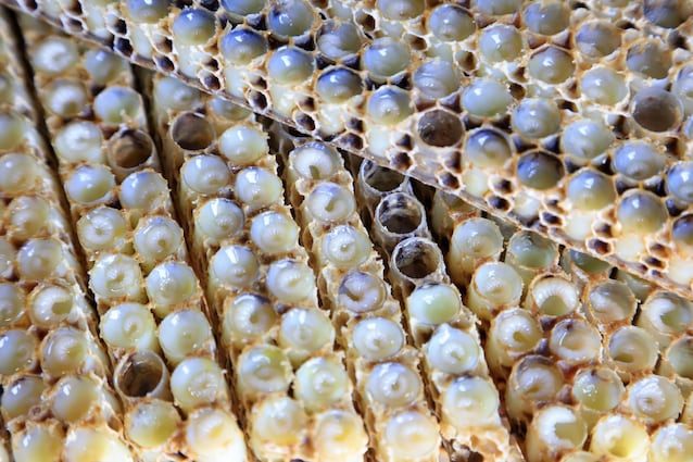 Larve et gelée royale