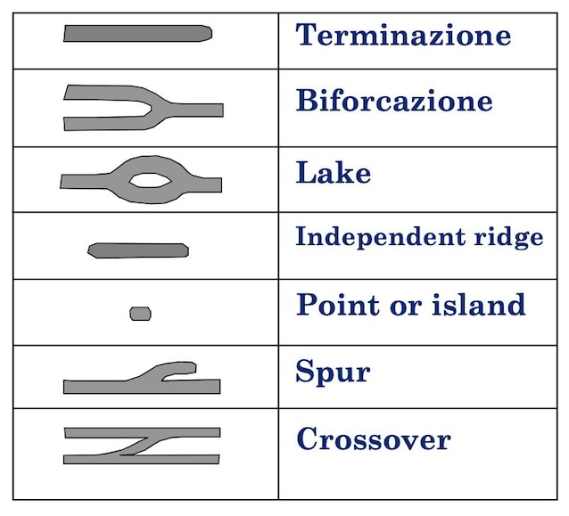 Forme de minuties dactyloscopique