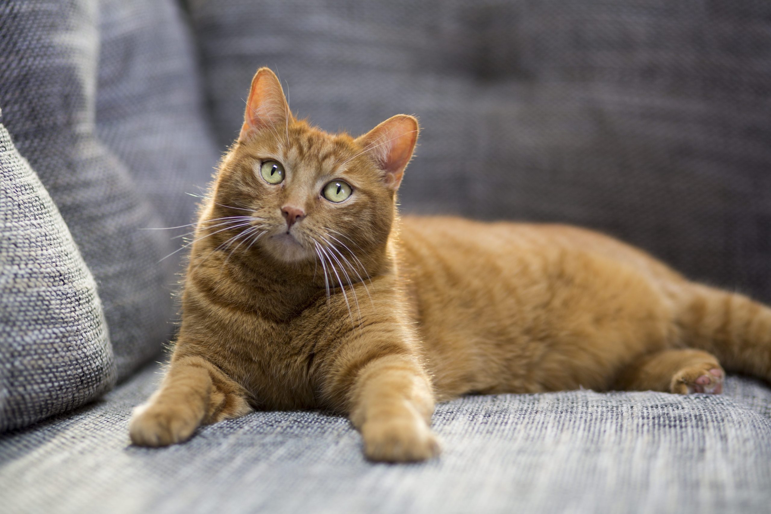 gatti arancioni