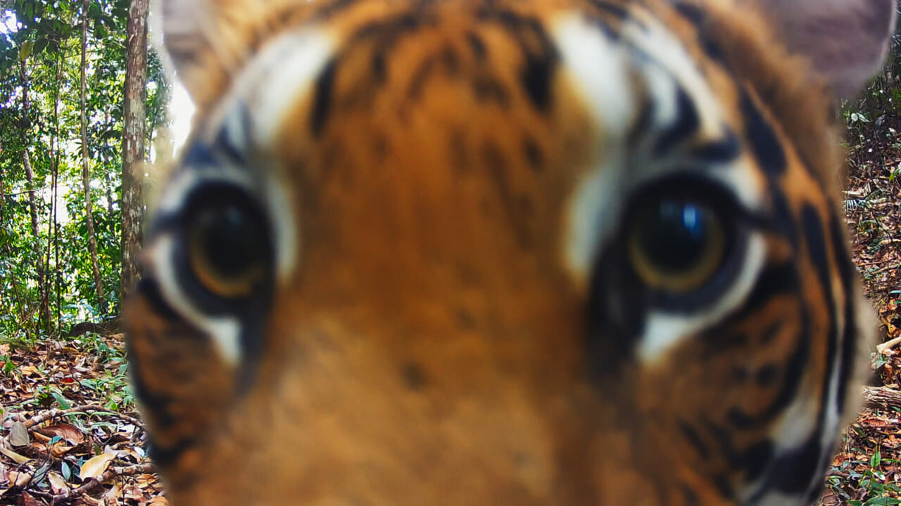 The Wild Ones: Trailer et date de sortie du documentaire Apple TV + entre les tigres, les baleines et les rhinocéros