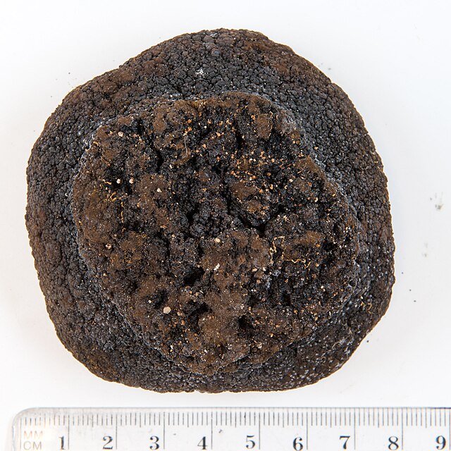 Bump manganèse tiré des fonds marins de l'océan Pacifique sud. Crédit: Wikimedia Commons.