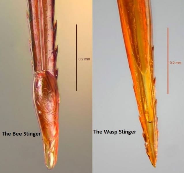 Pungiglione Ape et Vespa