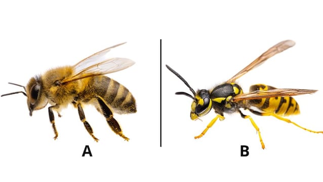 Différences d'abeilles et de guêpes