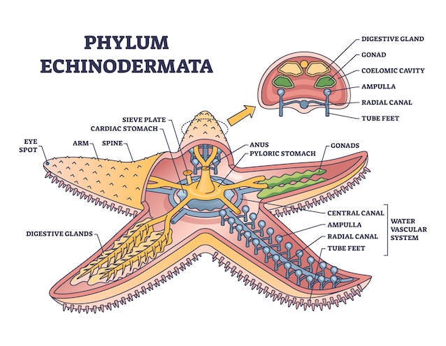 Schéma d'orgue Stella Marina