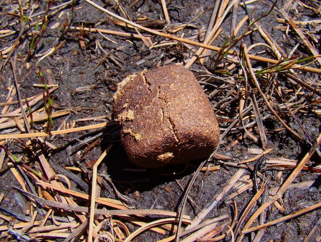 Excréments cubiques Wombat