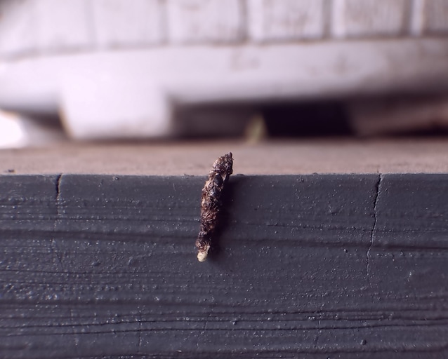 Excréments de lézards