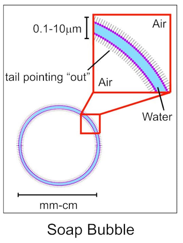 Surfactants de saponi