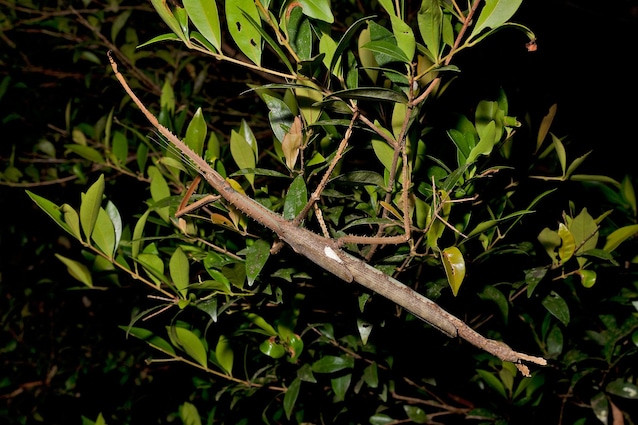 Acrophylla High Insect Stecco