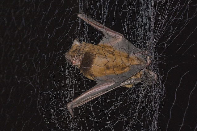 capturer les chauves-souris