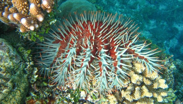 STELLA MARINA COURNE D'ÉGAPLES CORALES