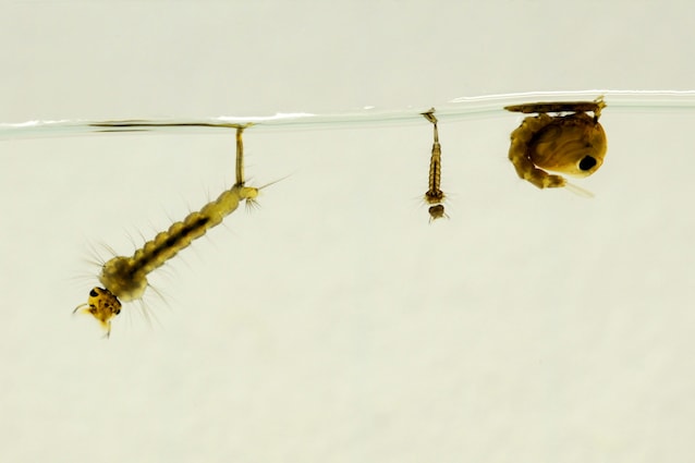 Ovodage des moustiques aux œufs