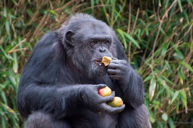 Le chimpanzé mange des fruits