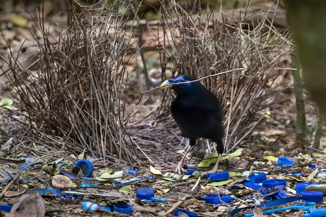 Jardinier des oiseaux