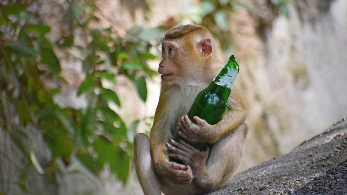 Alcool et chimpanzés