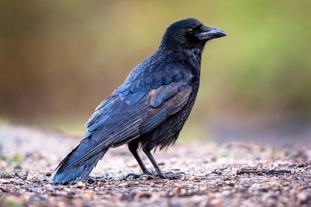 Cornacchia noir