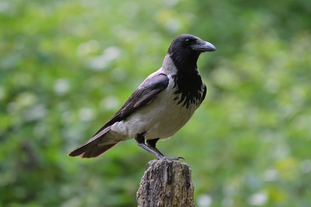 Cornacchia gris