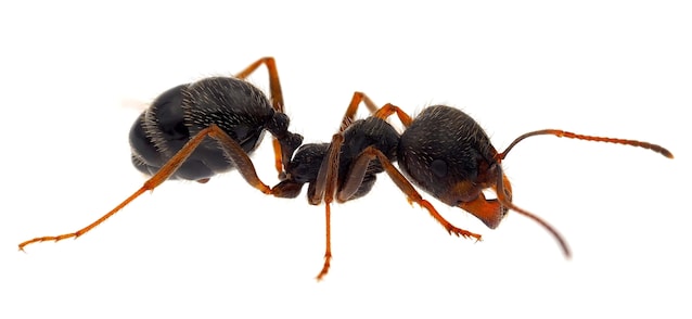 fourmi duveteuse mâle