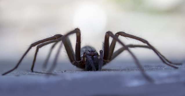 araignées de maison