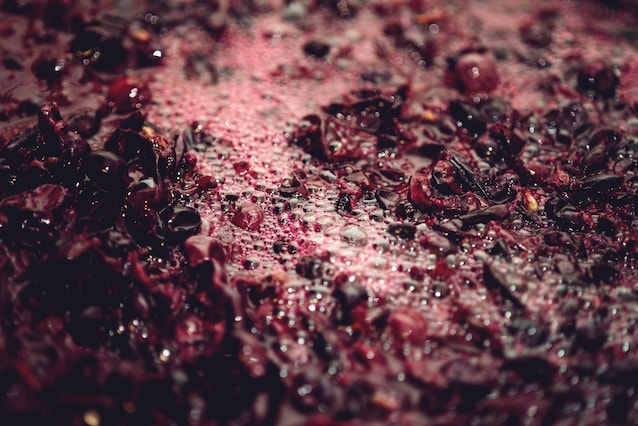 fermentation du raisin