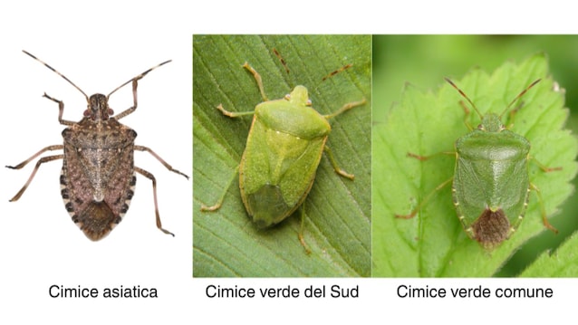 différences entre les punaises de lit