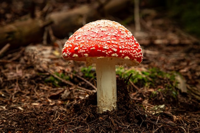 amanite muscaria venimeuse