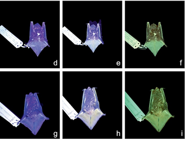 chauves-souris fluorescentes