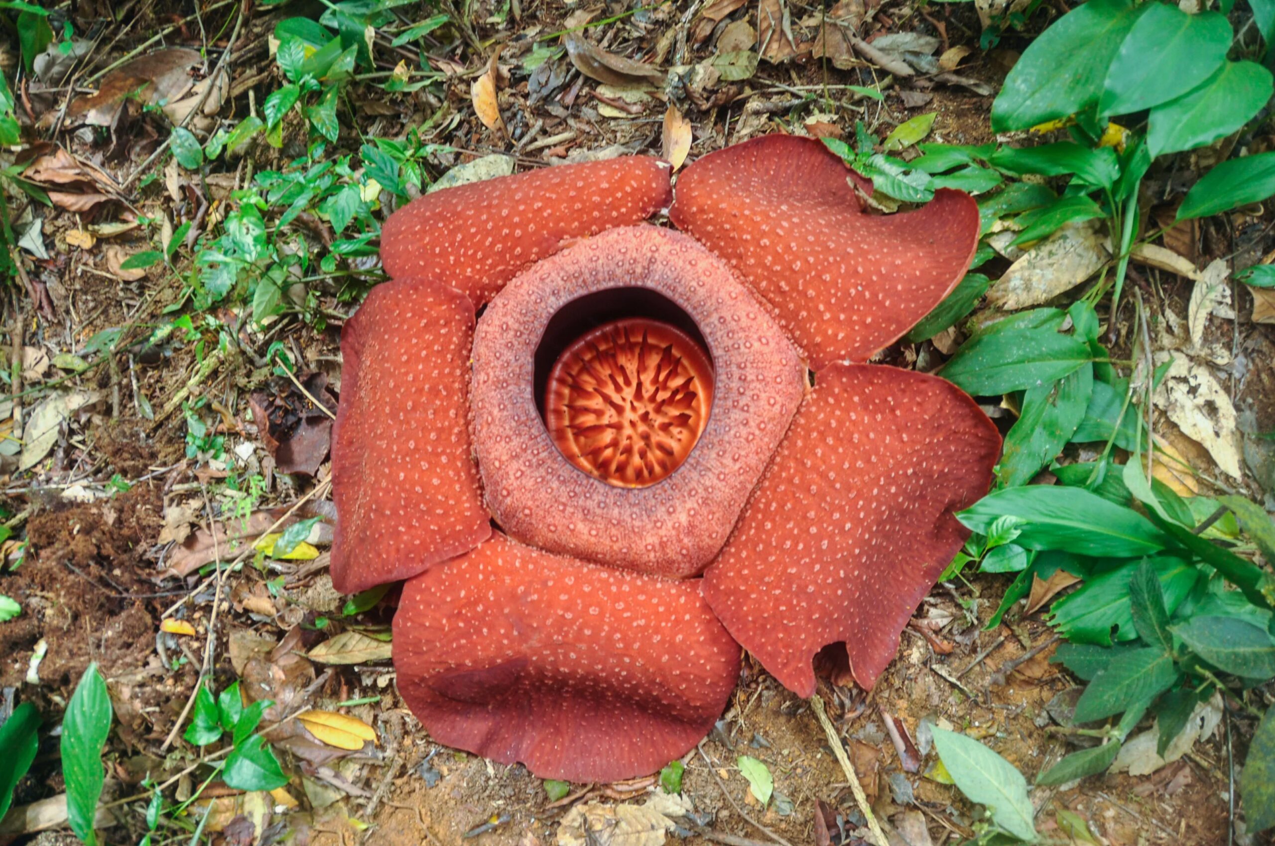 Rafflesia hasseltii, l'une des fleurs les plus odorantes au monde, cachée dans une vigne