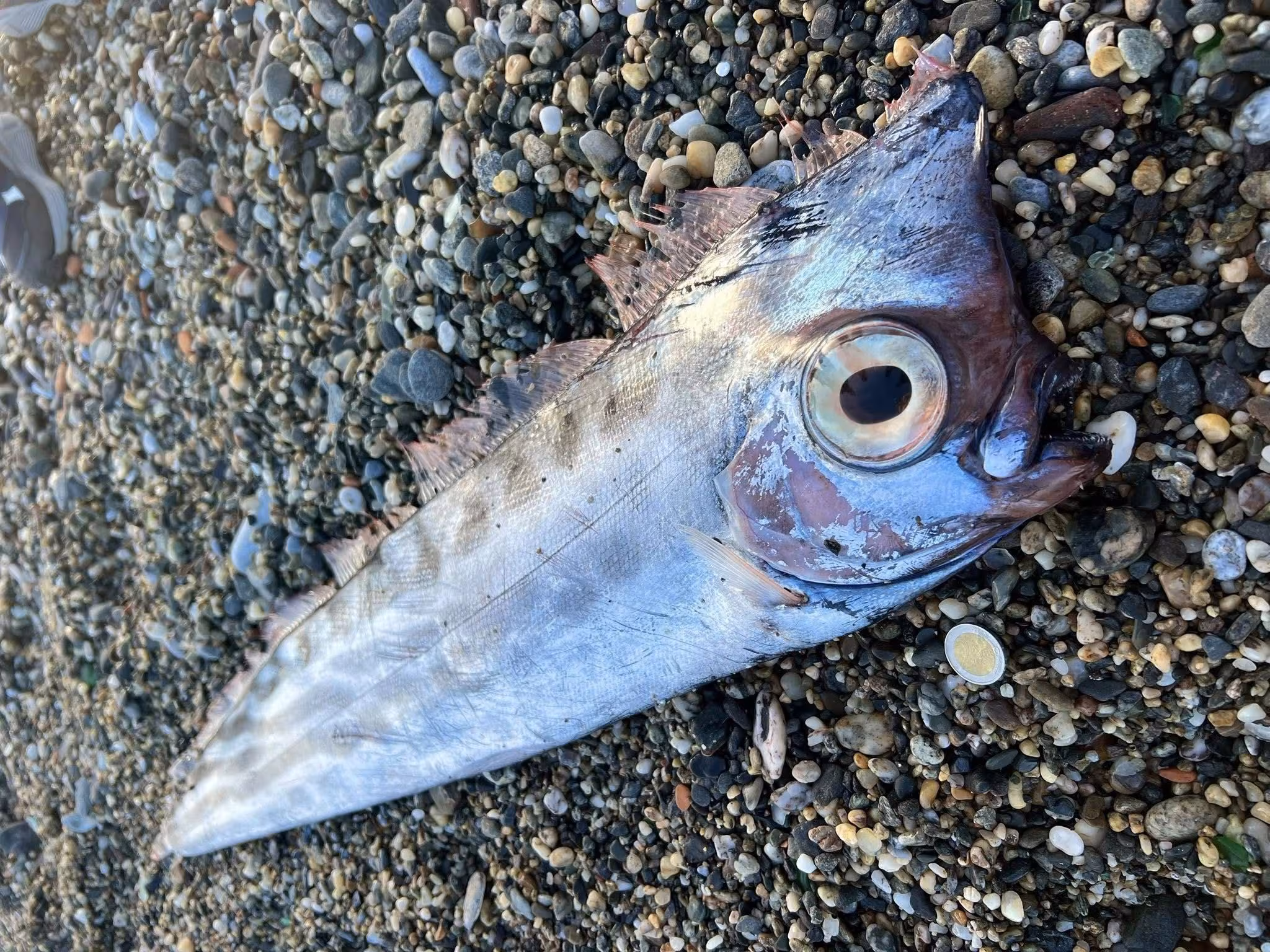 Quel est le poisson licorne rare trouvé échoué sur la côte de Milazzo en Sicile et où vit-il ?