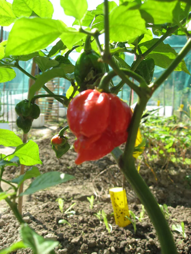 Butch Scorpion Moruga