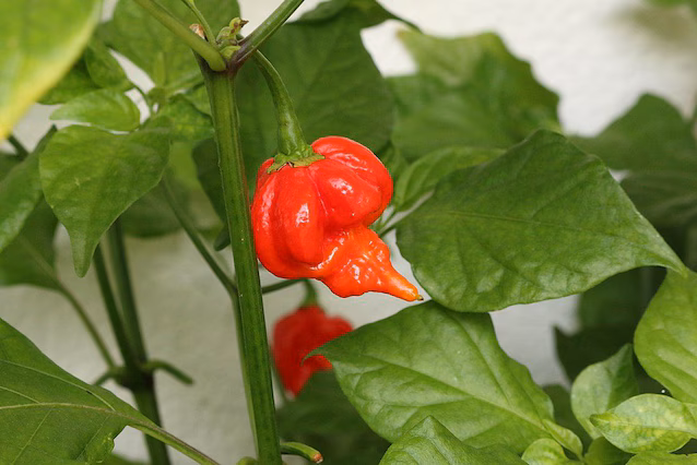Trinidad Scorpion Butch T