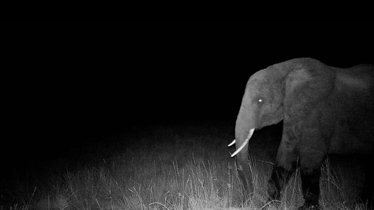 Disney+, Werner Herzog parle de la recherche des éléphants fantômes
