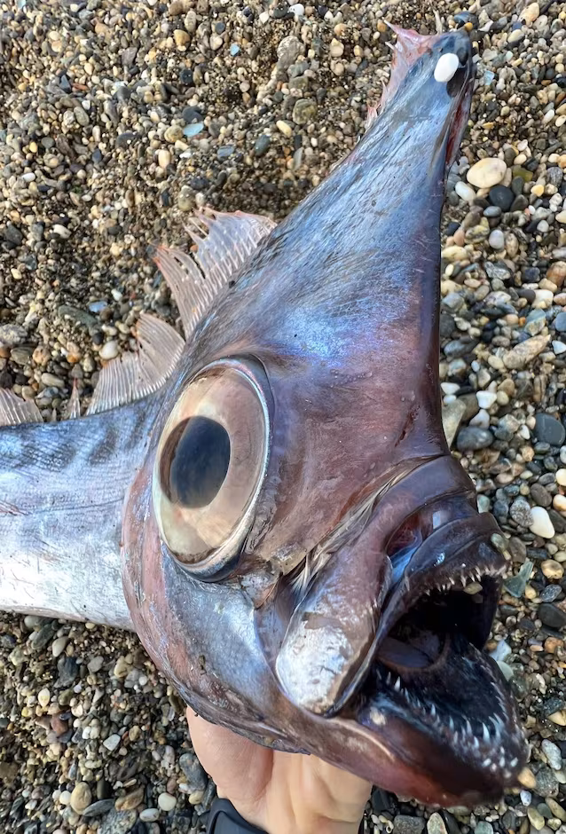 poisson licorne à crête