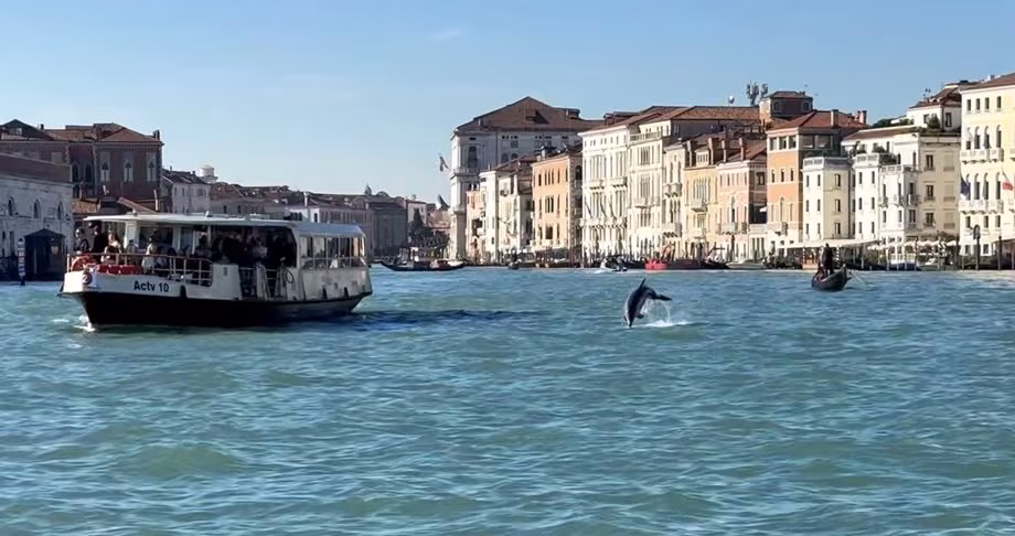 Le dauphin solitaire « Mimmo » à Venise n'est pas un passe-temps pour touristes, mais un animal à protéger