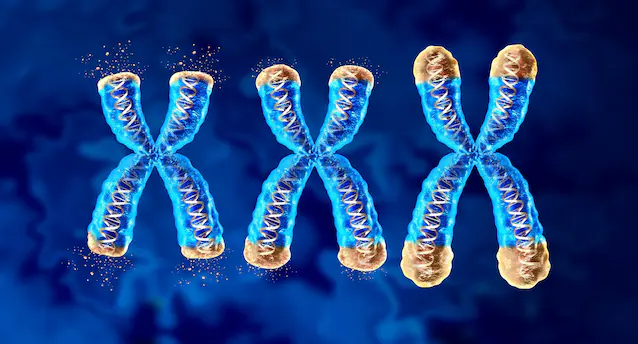 les télomères raccourcissent