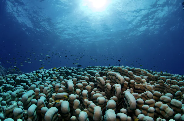 colonie de paons clavus