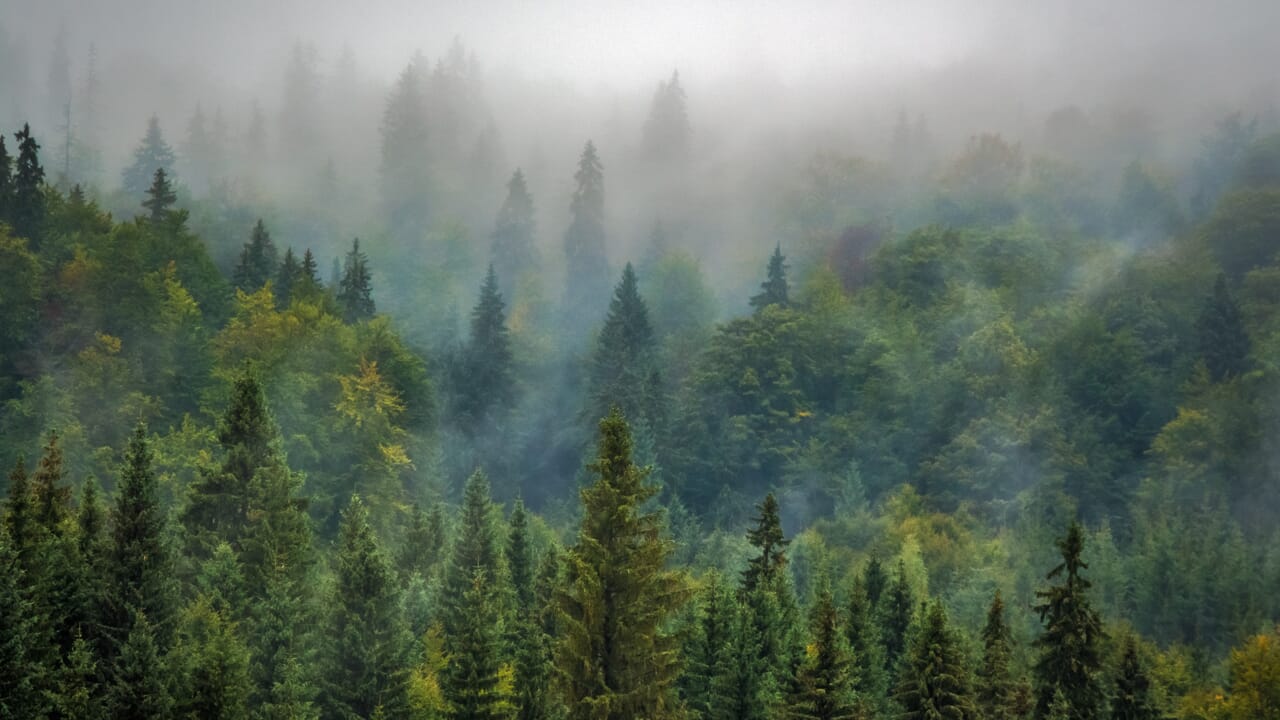 L'UE protège ses forêts, voici les nouvelles règles en matière de reforestation