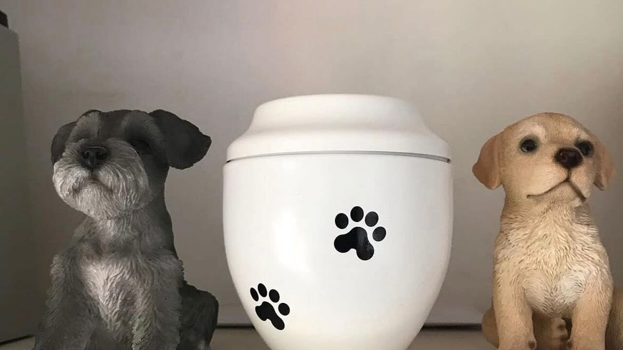 Offrez des funérailles au chien et gardez l'urne avec les cendres dans la maison