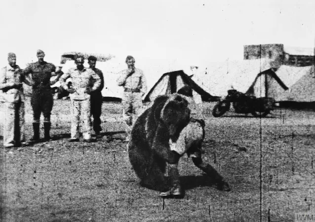 Wojtek se bat avec un soldat (Wikimedia Commons)