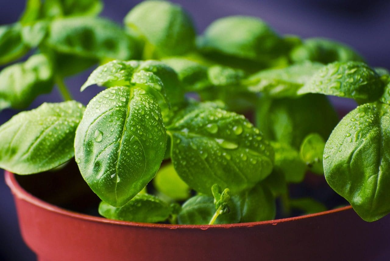 La biochimie du basilic génois AOP : le climat de la Ligurie et l'absence d'arôme de menthe