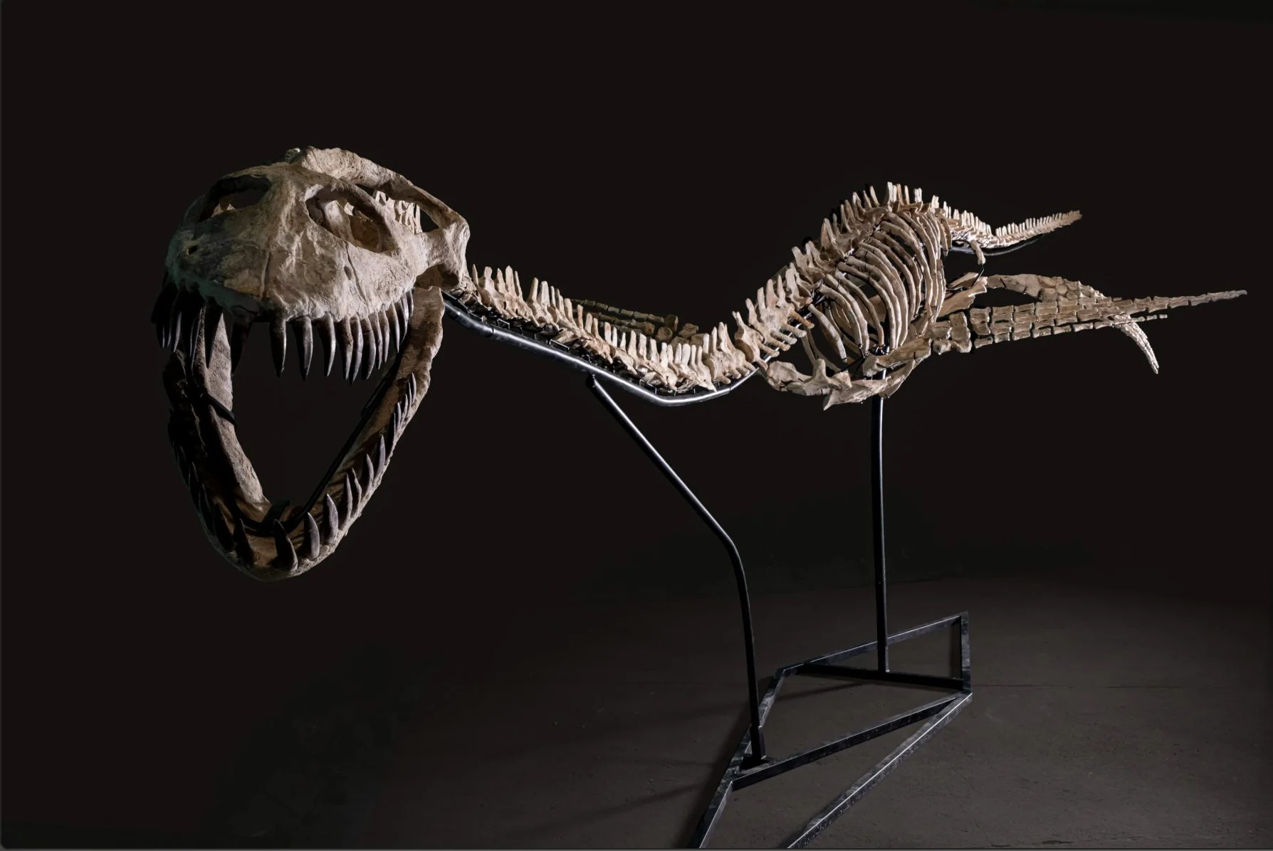 Il sera vendu aux enchères en France pour au moins 200 mille euros : ce n'est pas un dinosaure, mais un fossile d'élasmosaure