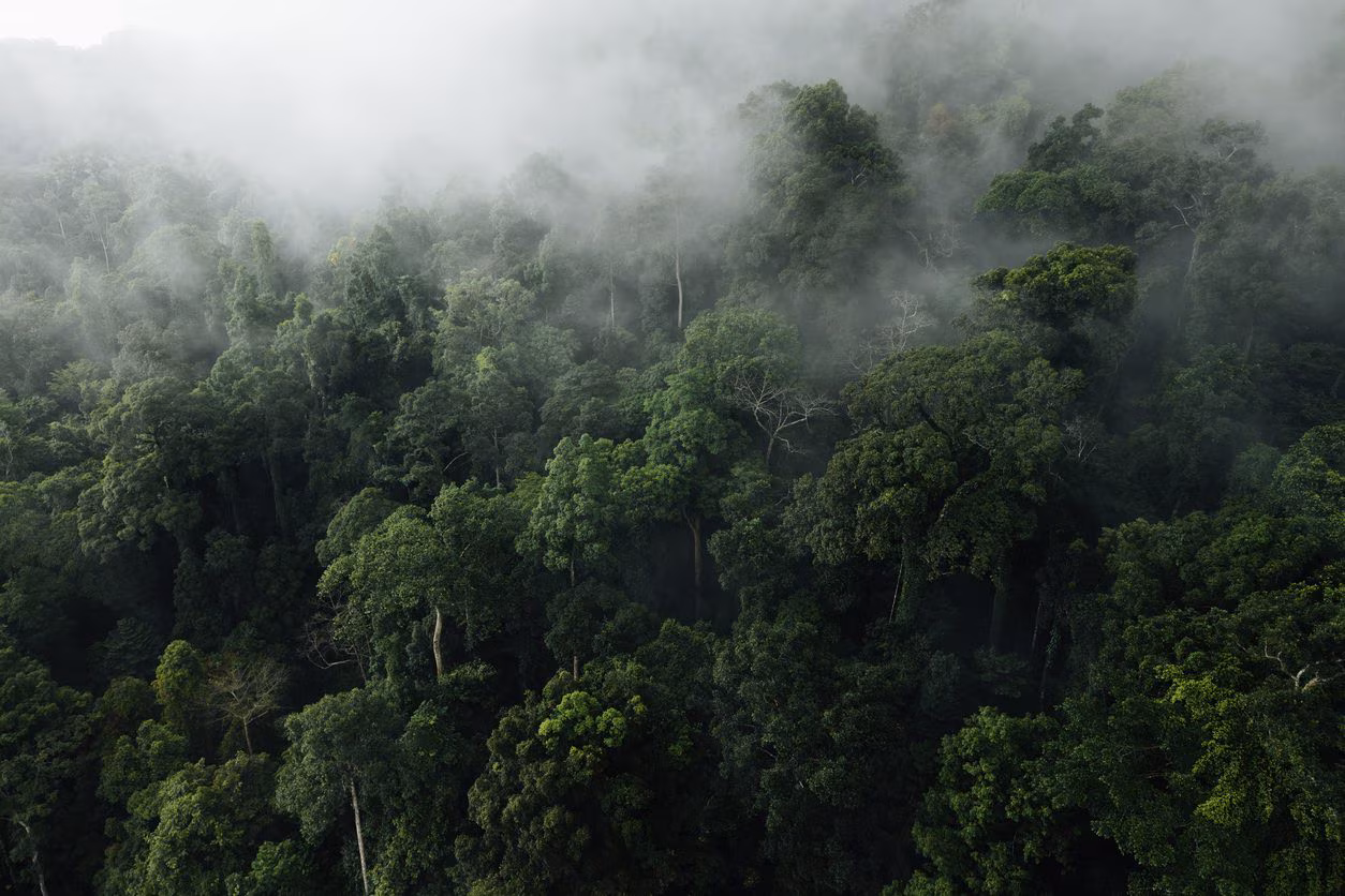 Forêt tropicale et forêt tropicale sont utilisées de manière synonyme, mais ce n'est pas la même chose.