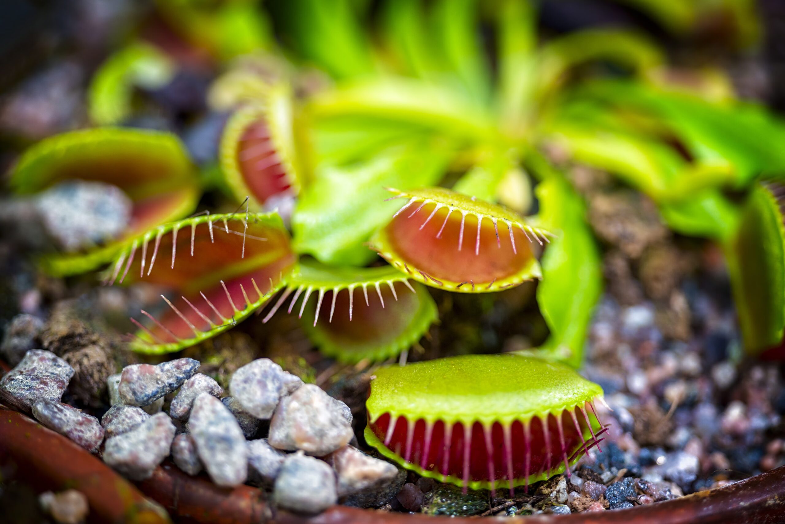 Mystère de la plante carnivore résolu : les parois « ramollies » déclenchent le piège à mouches de Vénus